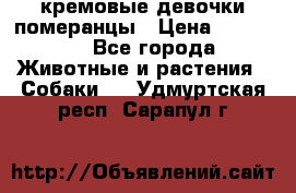 кремовые девочки померанцы › Цена ­ 30 000 - Все города Животные и растения » Собаки   . Удмуртская респ.,Сарапул г.